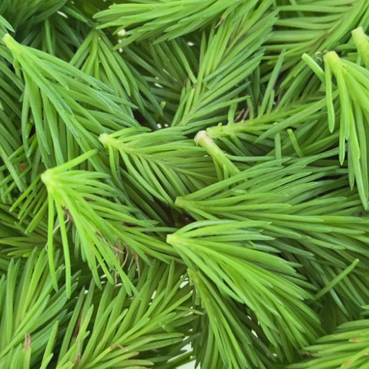 Green spruce tips