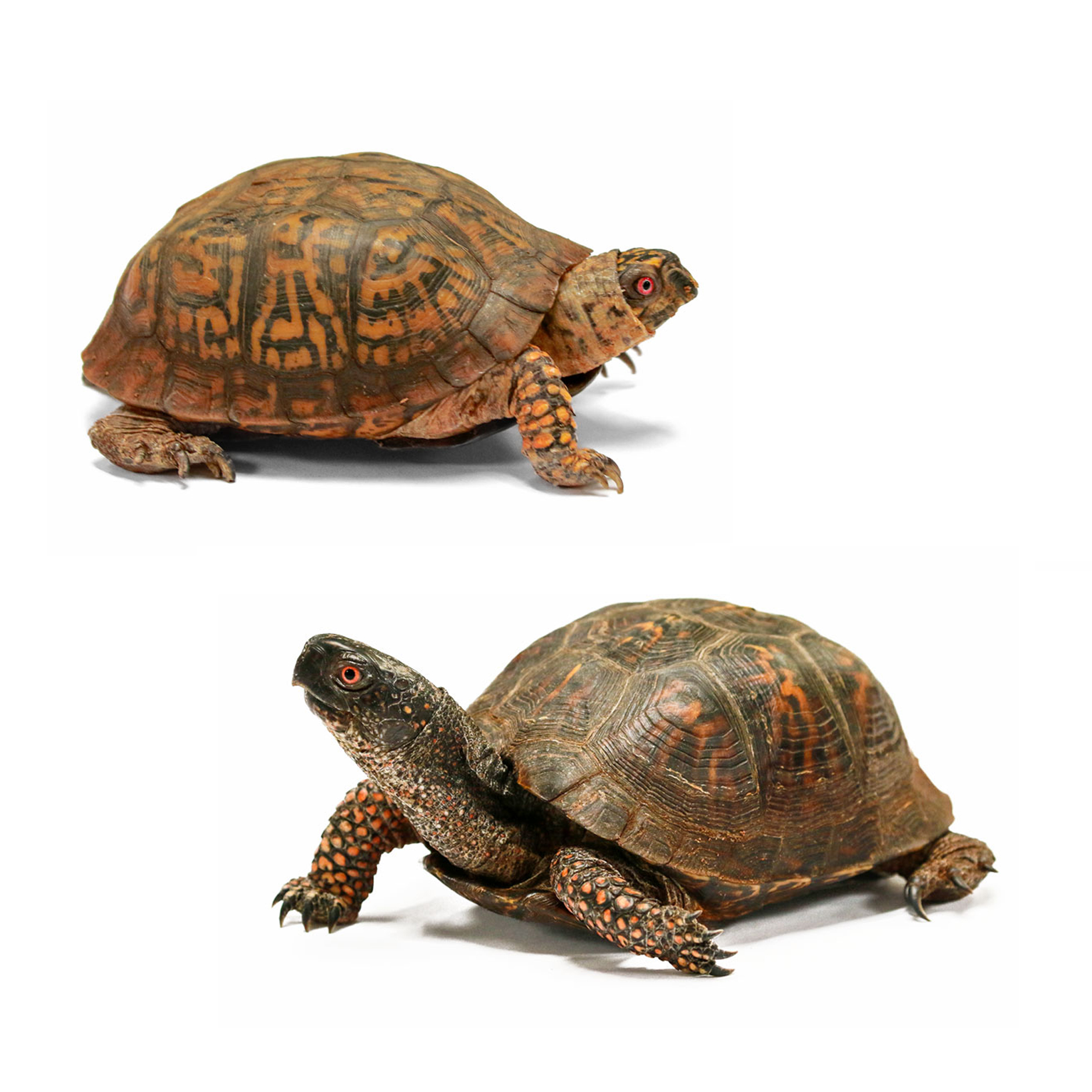 Two eastern box turtles named Bert and Earnie.