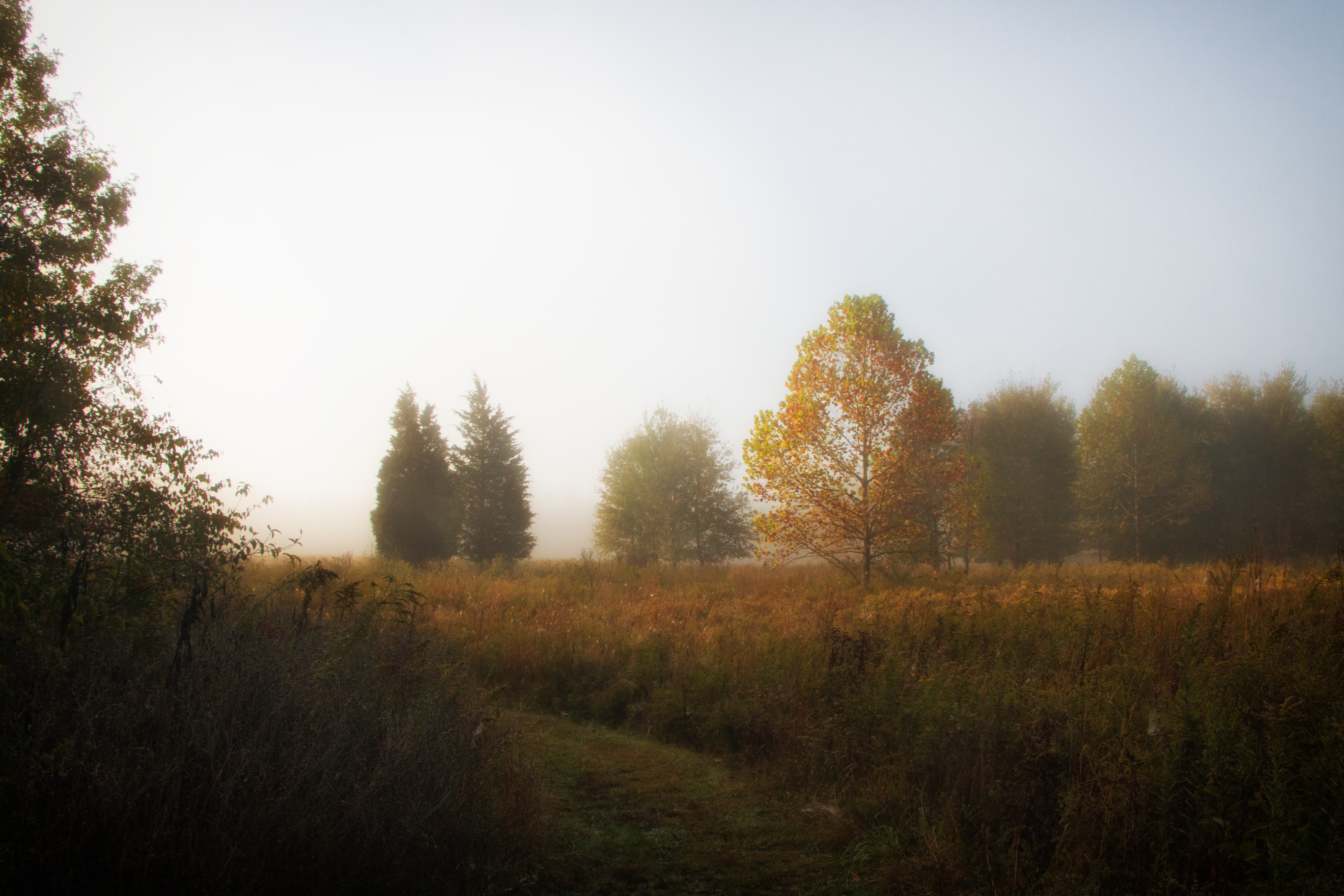Foggy morning trail