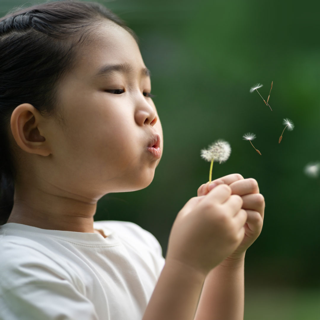 Young girl blows away dandelion seeds.