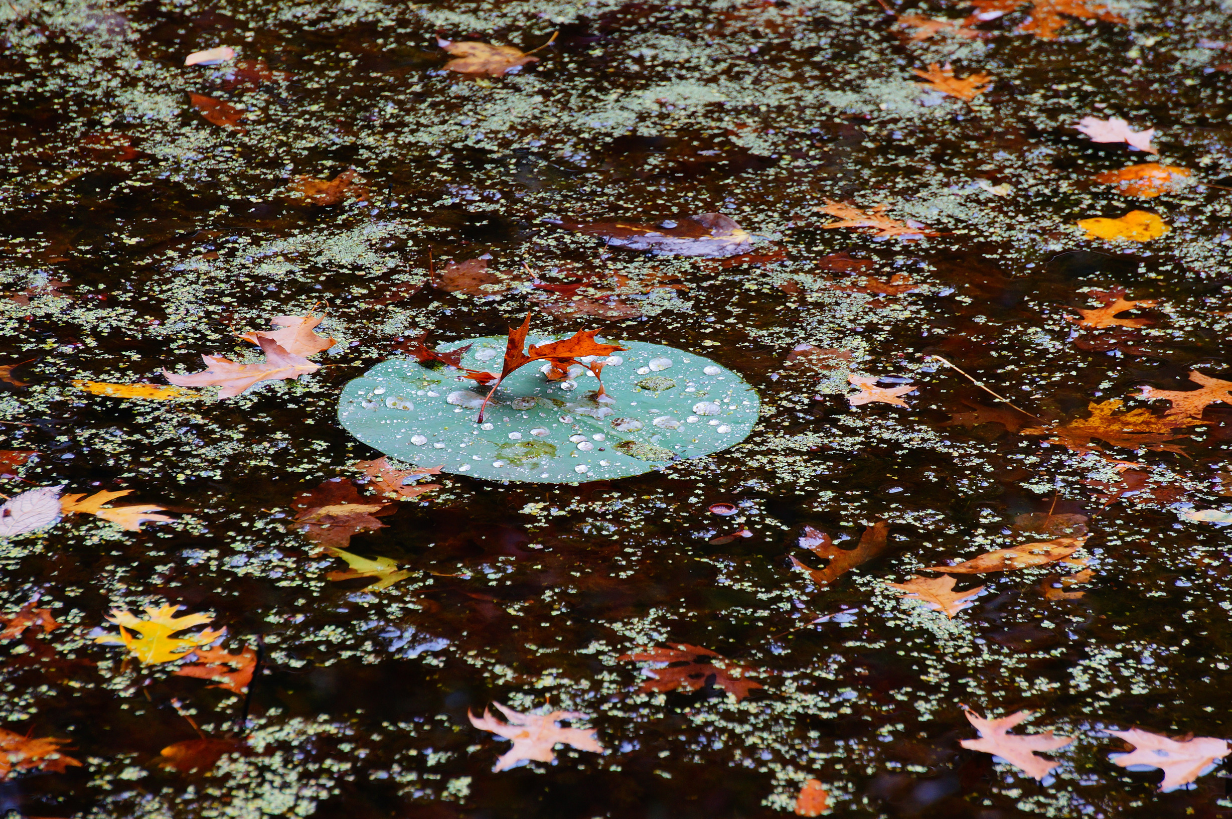 Fall leaves on and around a lily pad in a frozen pond