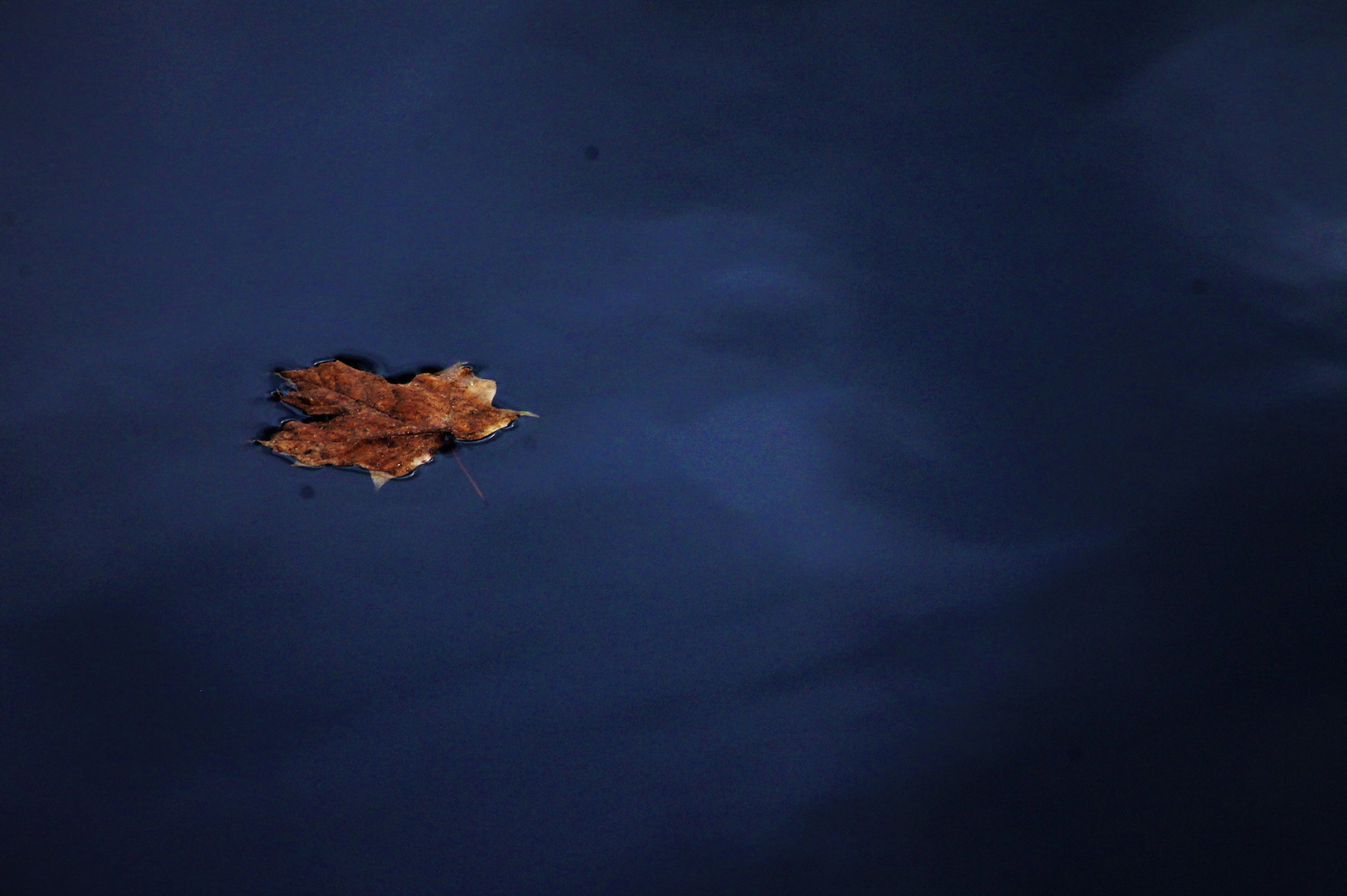 A single fall leaf floating on water