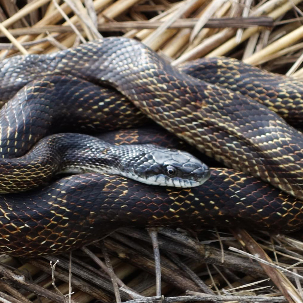 Grey rat snake curled up on hay.