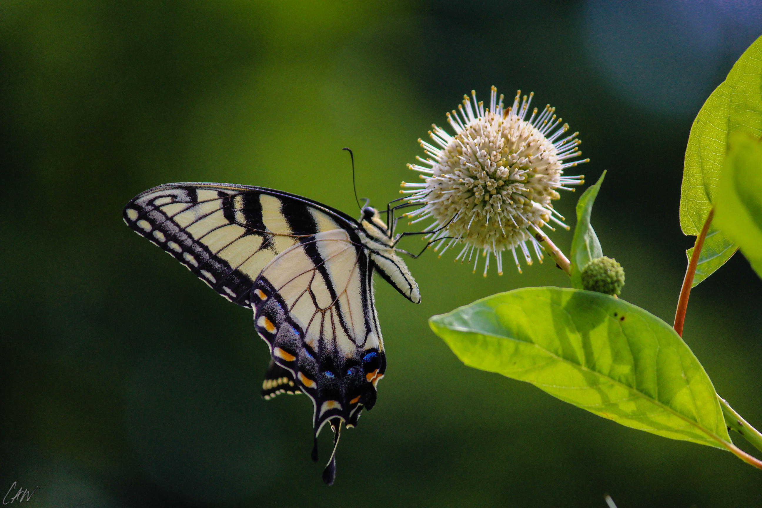 Eastern tiger swallowtail butterfly on buttonbush bloom
