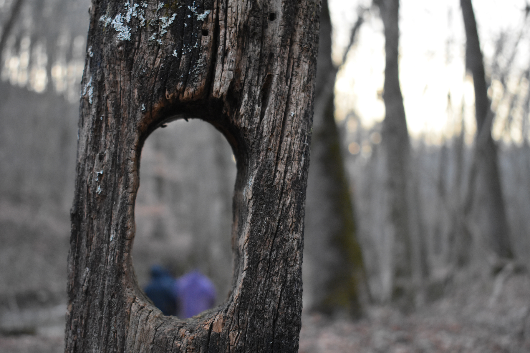 People through a tree hole