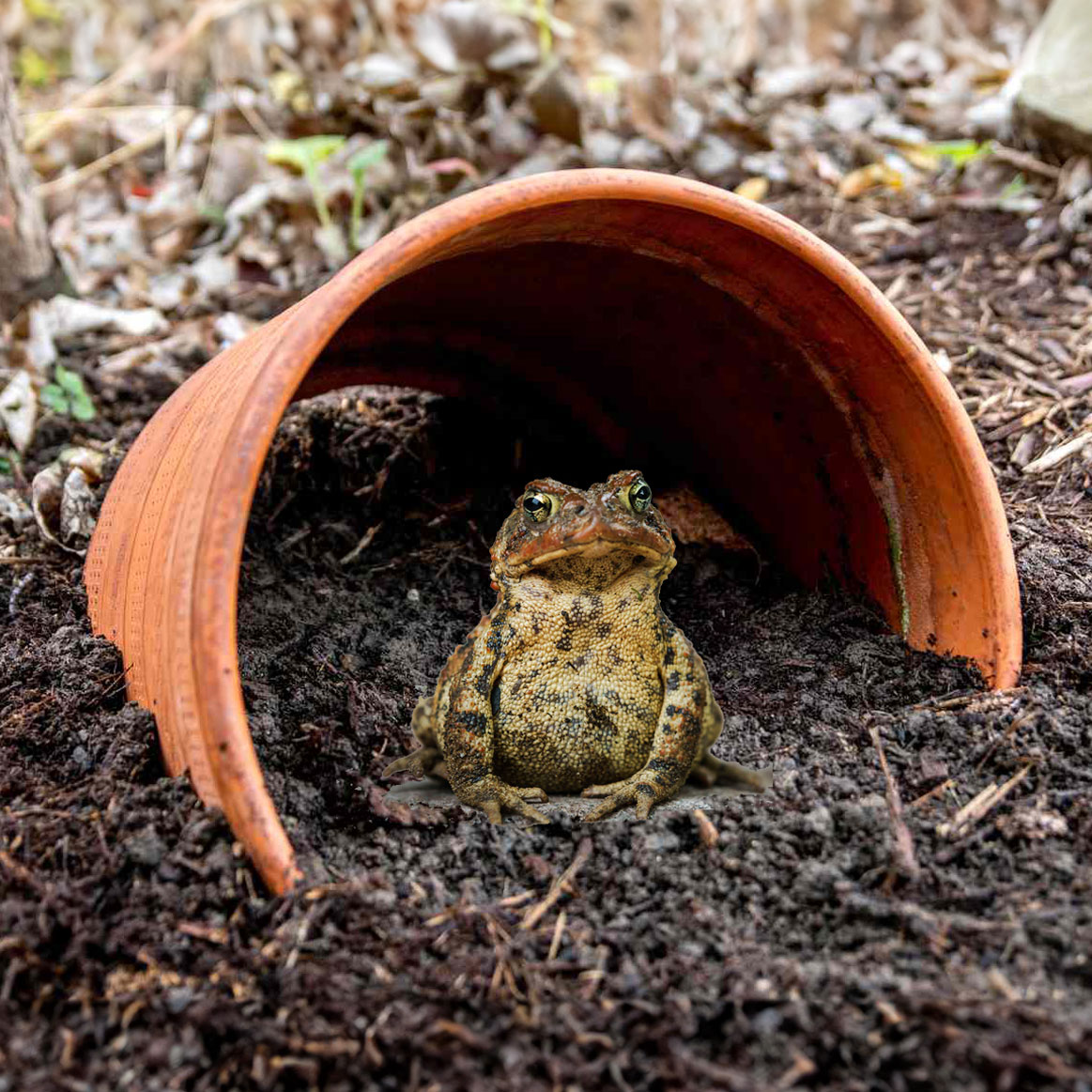 American toad sits inside of an overturned terra cotta pot in the mulch.