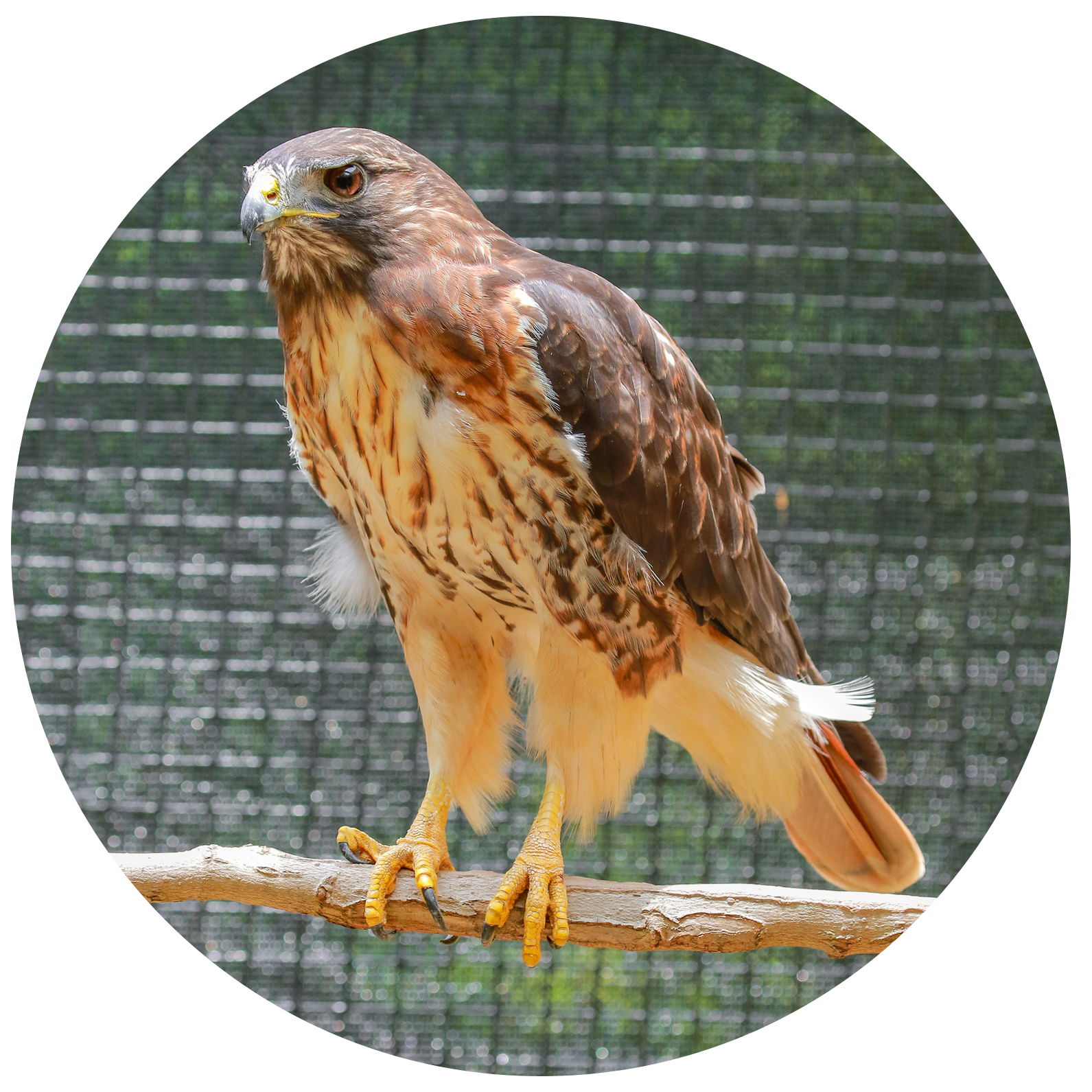 Zihna, male red-tailed hawk.